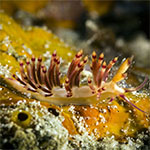 Coryphellina sp. E